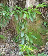Syzygium moorei