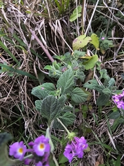 (c) Lorella, some rights reserved (CC BY-SA) Lantana fucata, photograph (c) Lorella, some rights reserved (CC BY-SA)