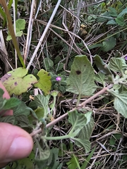(c) Lorella, some rights reserved (CC BY-SA) Lantana fucata, photograph (c) Lorella, some rights reserved (CC BY-SA)