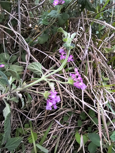Lantana fucata, photograph 5