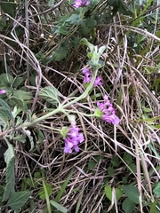 (c) Lorella, some rights reserved (CC BY-SA) Lantana fucata, photograph (c) Lorella, some rights reserved (CC BY-SA)