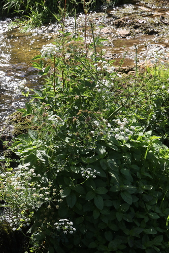 Oenanthe crocata, photograph 3