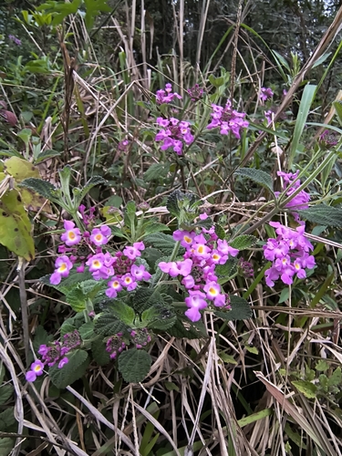 Lantana fucata, photograph 6