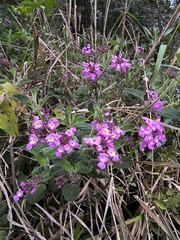 Lantana fucata, photograph (c) Lorella, some rights reserved (CC BY-SA)