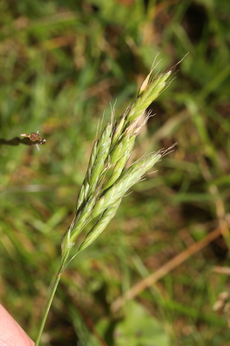 Bromus hordeaceus, photograph 5