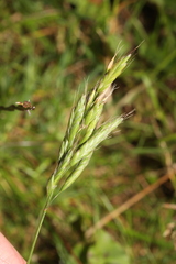 Bromus hordeaceus, photograph author not stated, no rights reserved