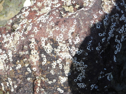 Amphibalanus reticulatus observed 2026-08-29