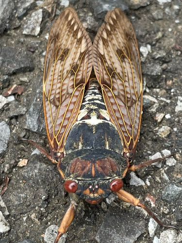 Large Brown Cicada