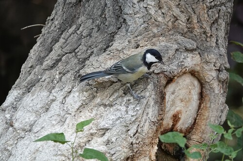 Great Tit