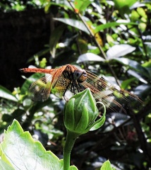 Trithemis aurora