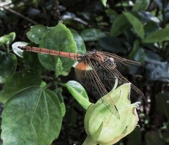 Trithemis aurora