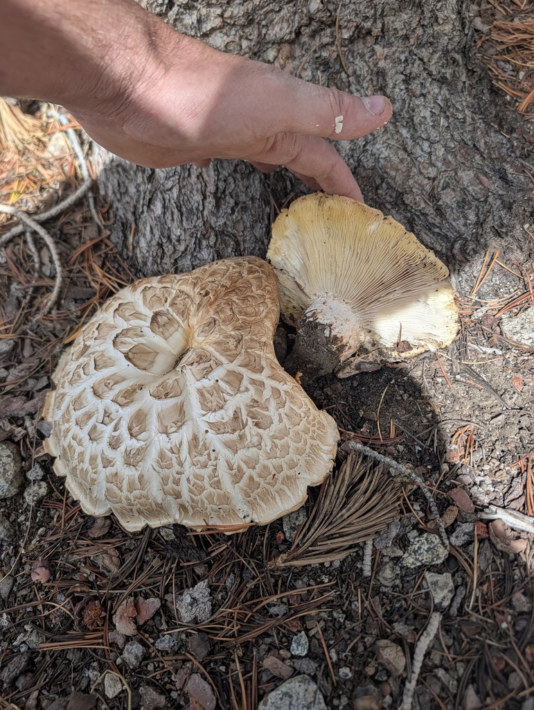 Giant Sawgill · August 2026 · photo: Photo: (c) Trevor Van Loon, some rights reserved (CC BY) · iNaturalist