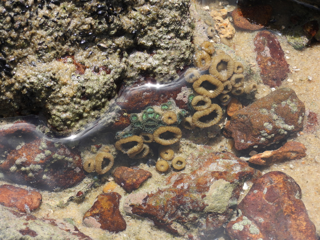 Atlantic Encrusting Zoanthid