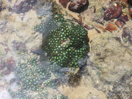 Zoanthus observed 2026-08-29