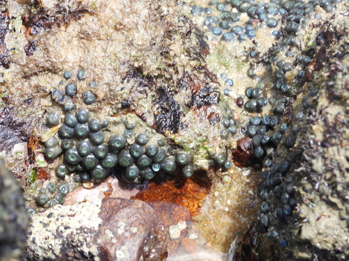 Zoanthus observed 2026-08-29