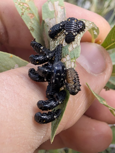 iNaturalist observation photo of Willow Leaf Beetle