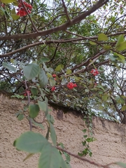 Rosaceae