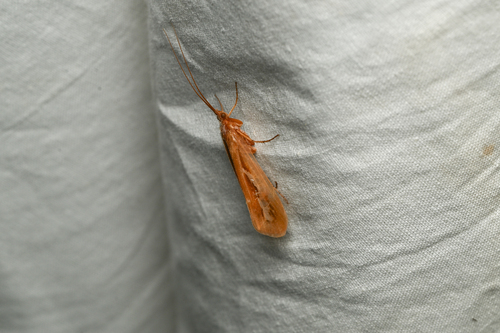 iNaturalist observation photo of Summer Flier Sedges