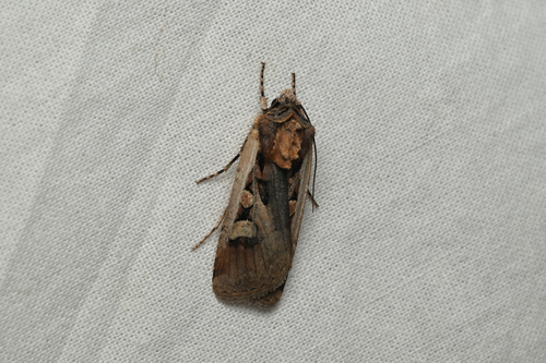 iNaturalist observation photo of Obelisk Dart