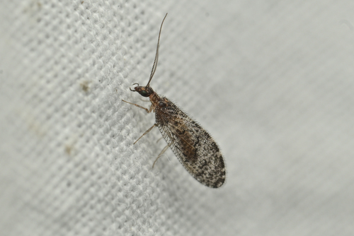 iNaturalist observation photo of Sympherobius