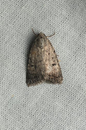 iNaturalist observation photo of Cutworms and Dart Moths