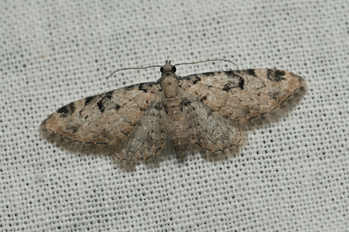 iNaturalist observation photo of Carpet Moths