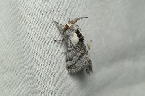 iNaturalist observation photo of Tolype Moths