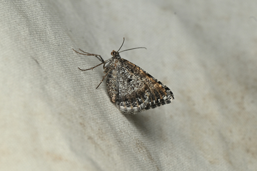 iNaturalist observation photo of Macaria