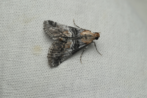 iNaturalist observation photo of Toripalpus trabalis