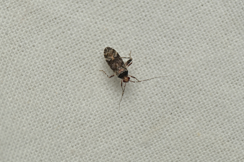 iNaturalist observation photo of Phytocoris