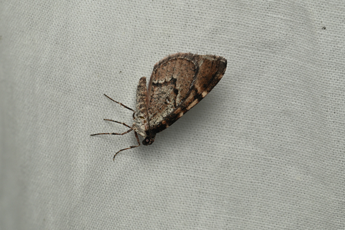 iNaturalist observation photo of Stamnodes modocata