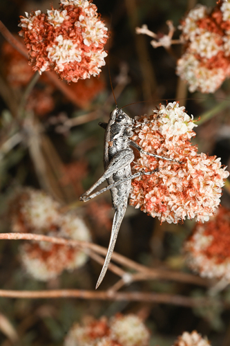 iNaturalist observation photo of Western Shieldback