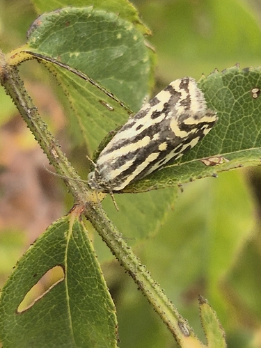 Spotted Sulphur