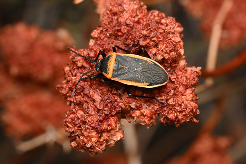 iNaturalist observation photo of Largus