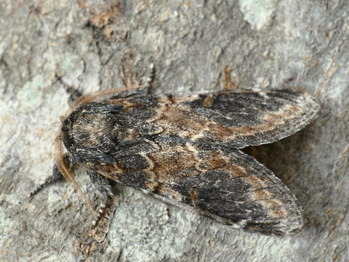 Three-humped Prominent