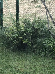 Ribes × nidigrolaria