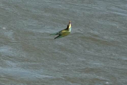 European Bee-eater