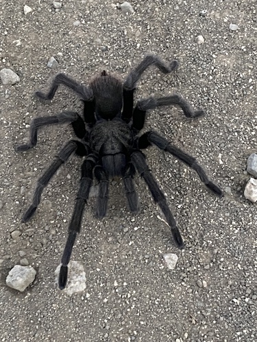 iNaturalist observation photo of Steindachner's Ebony Tarantula
