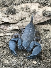 Hormurus