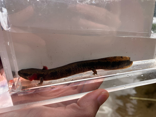 Common Mudpuppy observed by melaniepenner