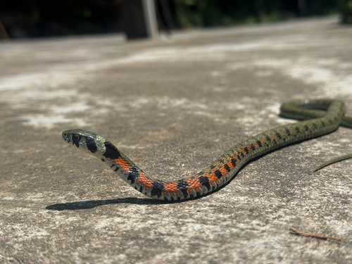 Chinese Tiger Keelback