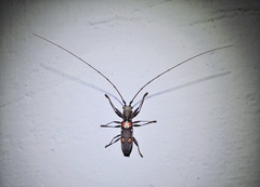 Olenecamptus bilobus
