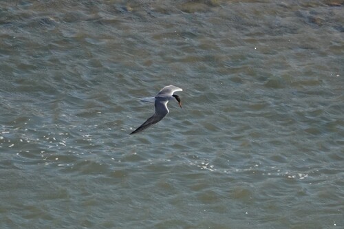 Common Tern