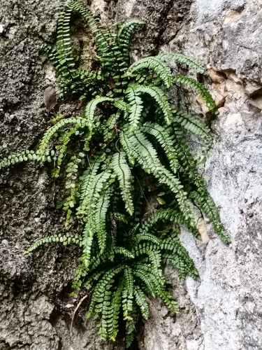 maidenhair spleenwort