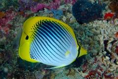 Spot-Tail Butterfly Fish photo 4