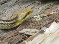 Elaphe quadrivirgata