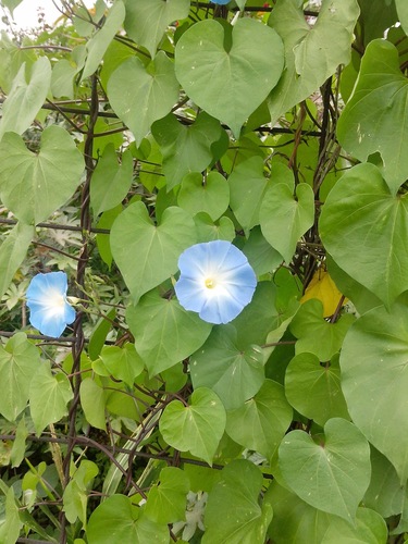 Ipomoea tricolor