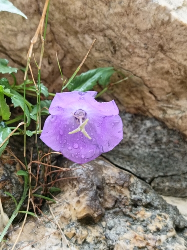 tussock bellflower