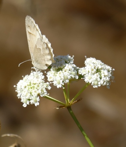 Perideridia kelloggii
