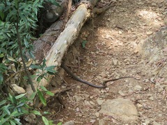 Elaphe quadrivirgata